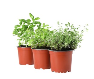 Photo of Different aromatic potted herbs on white background