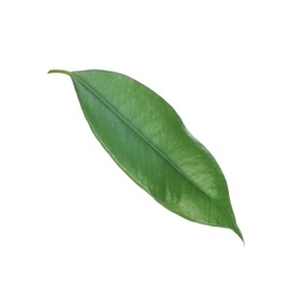 Photo of Fresh green ficus leaf on white background