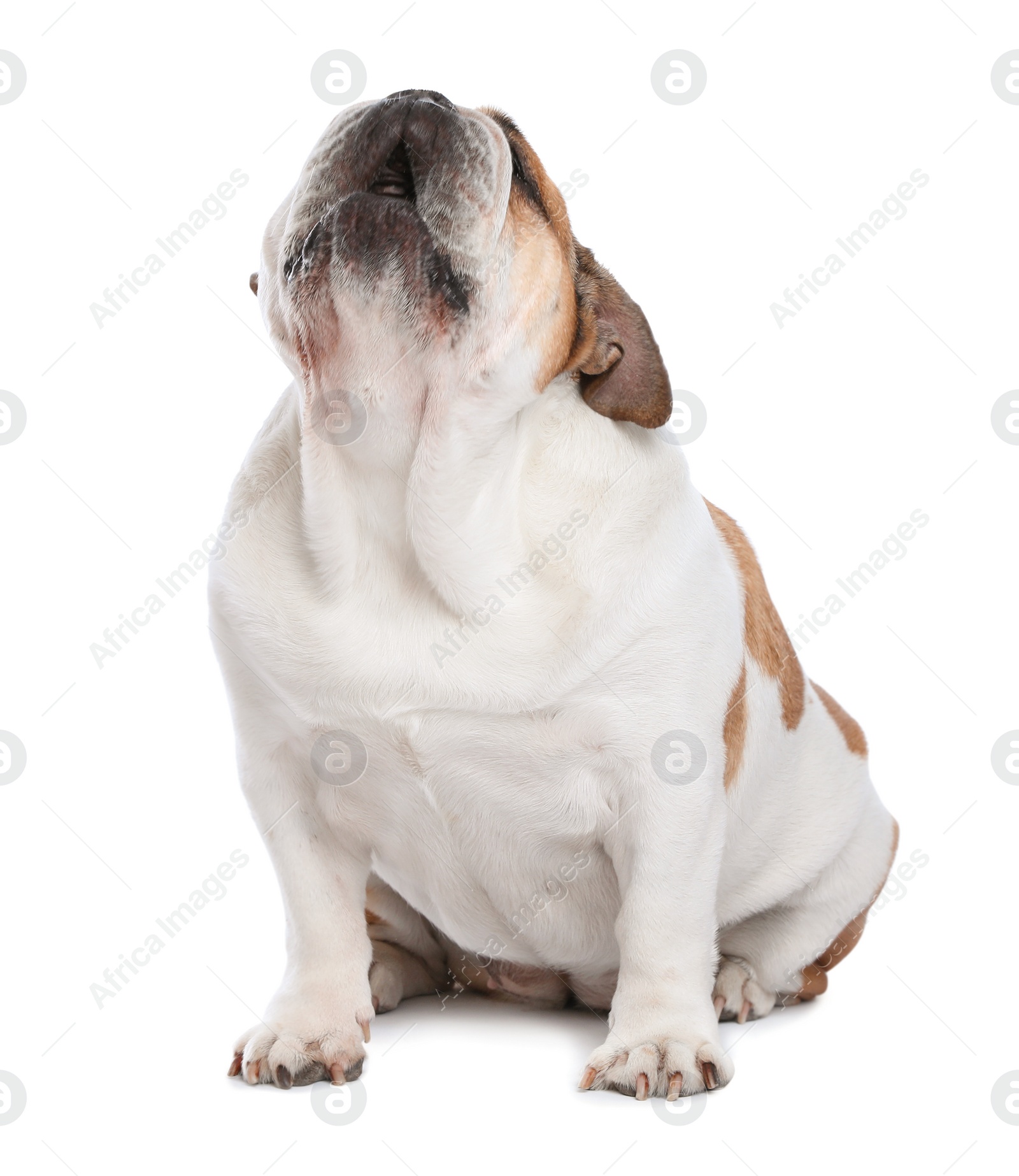 Photo of Adorable funny English bulldog on white background