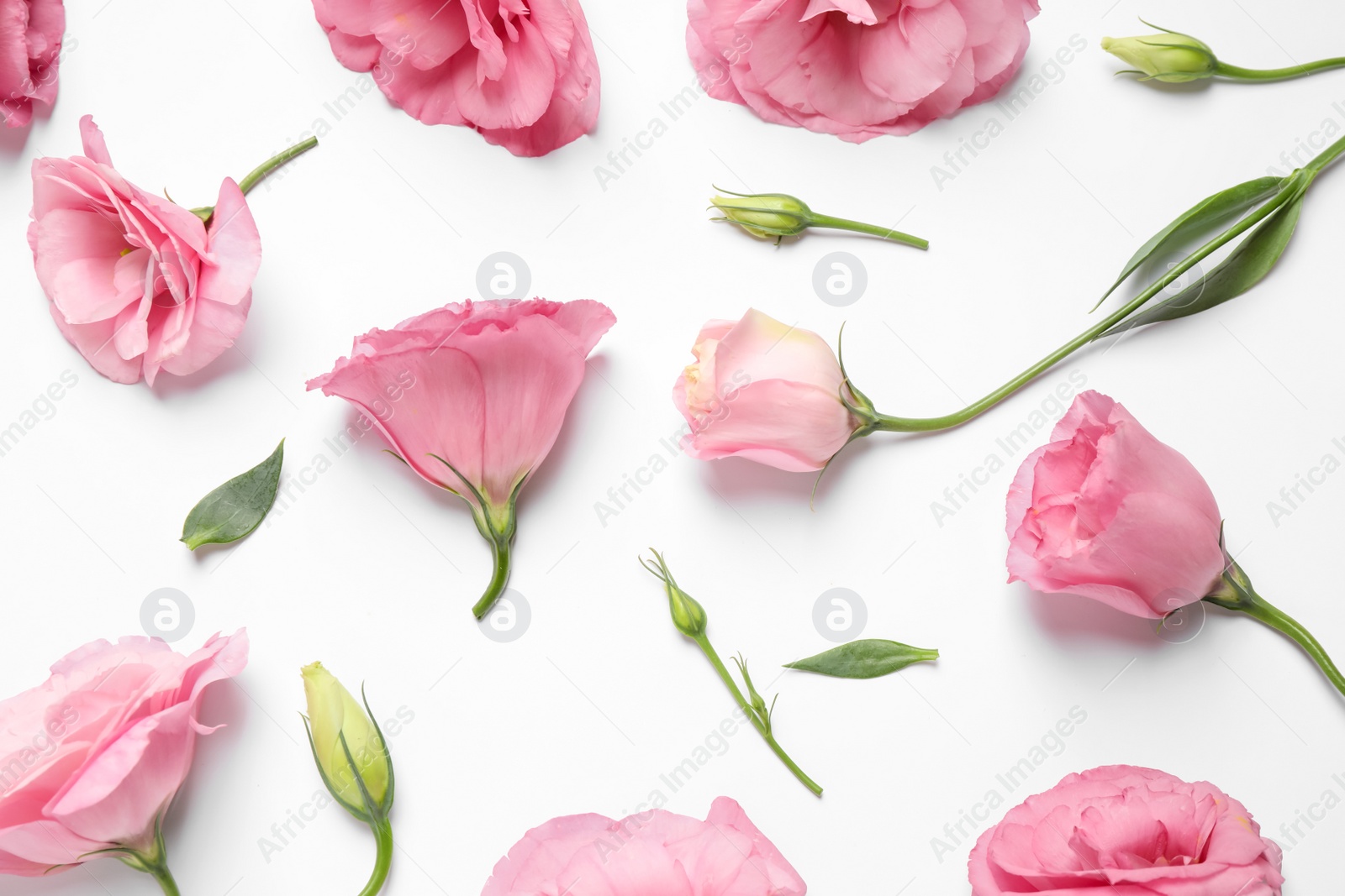 Photo of Beautiful pink Eustoma flowers on white background, flat lay