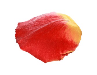 Photo of Beautiful yellow and red rose petal isolated on white