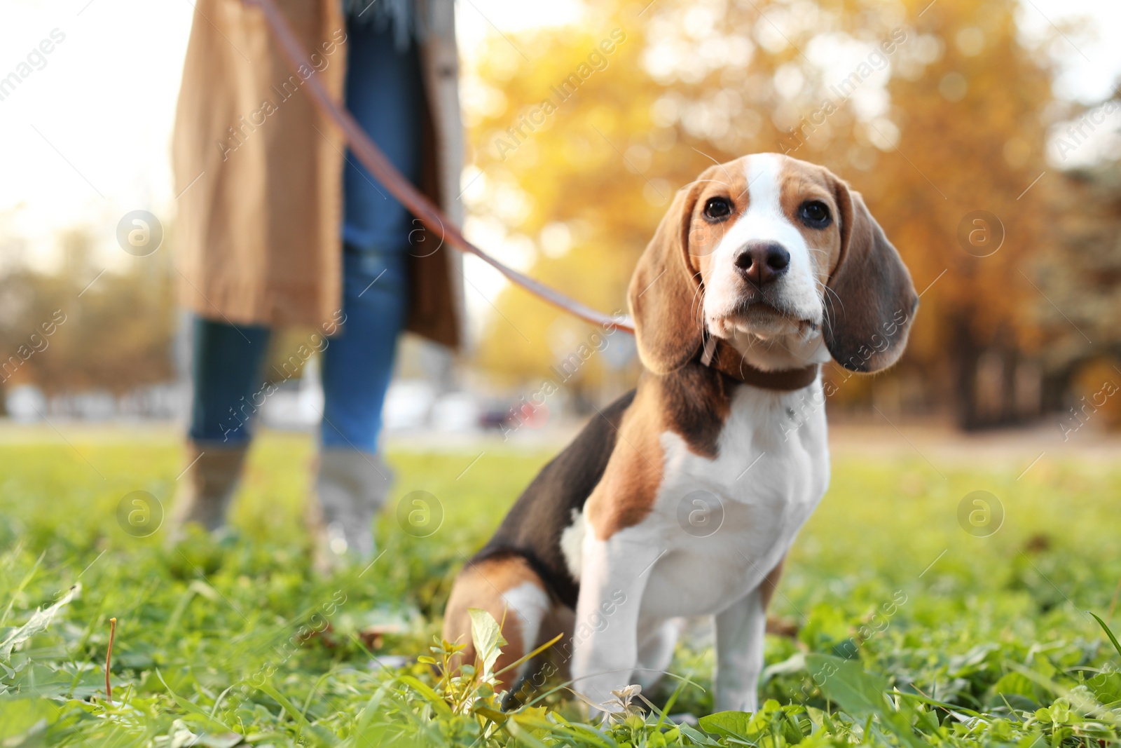 Photo of Woman walking her cute Beagle dog in park on autumn day