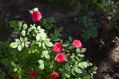 Photo of Beautiful blooming rose bush outdoors on sunny day