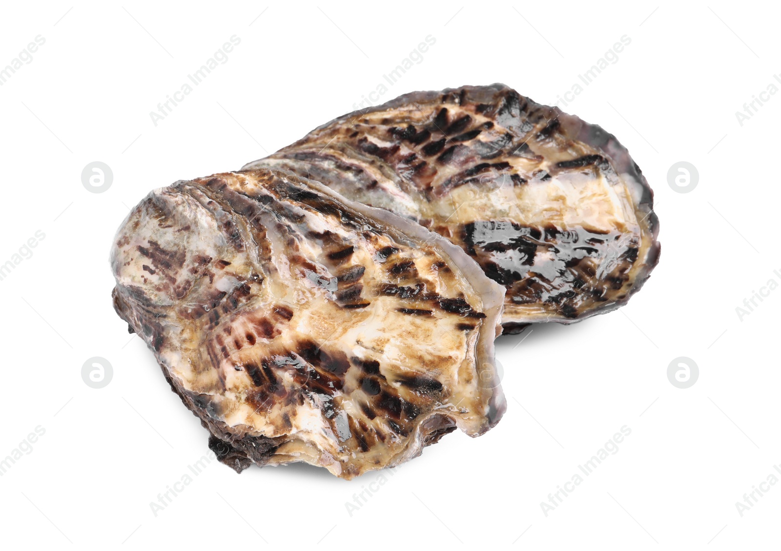 Photo of Fresh raw closed oysters on white background