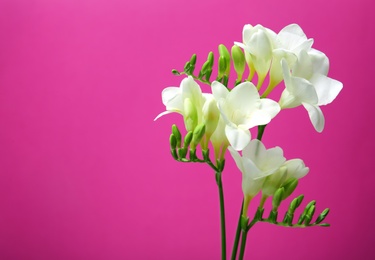 Beautiful freesia flowers on color background