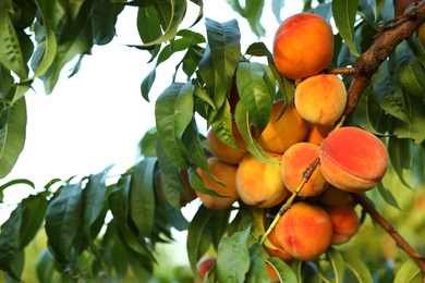 Fresh ripe peaches on tree in garden