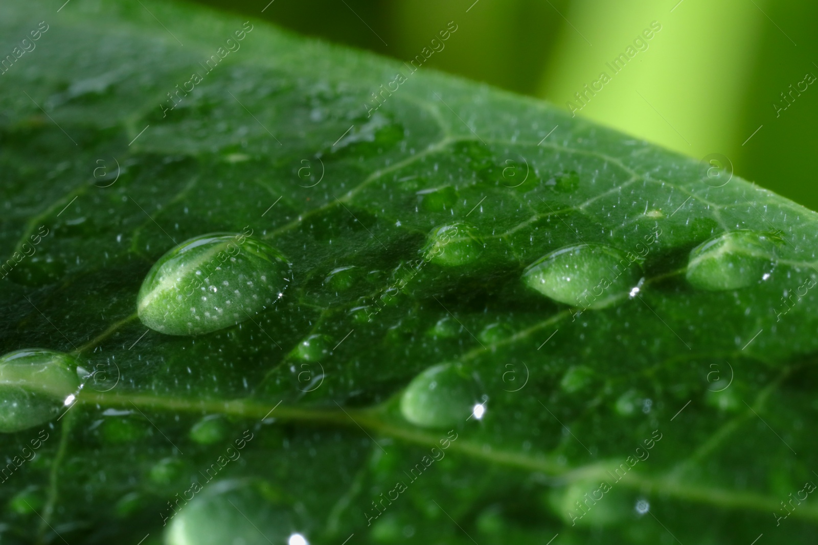 Photo of Macro photo of leaf with water drops on blurred green background