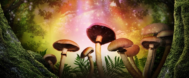 Image of Fantasy world. Mushrooms lit by magic light in enchanted forest, banner design