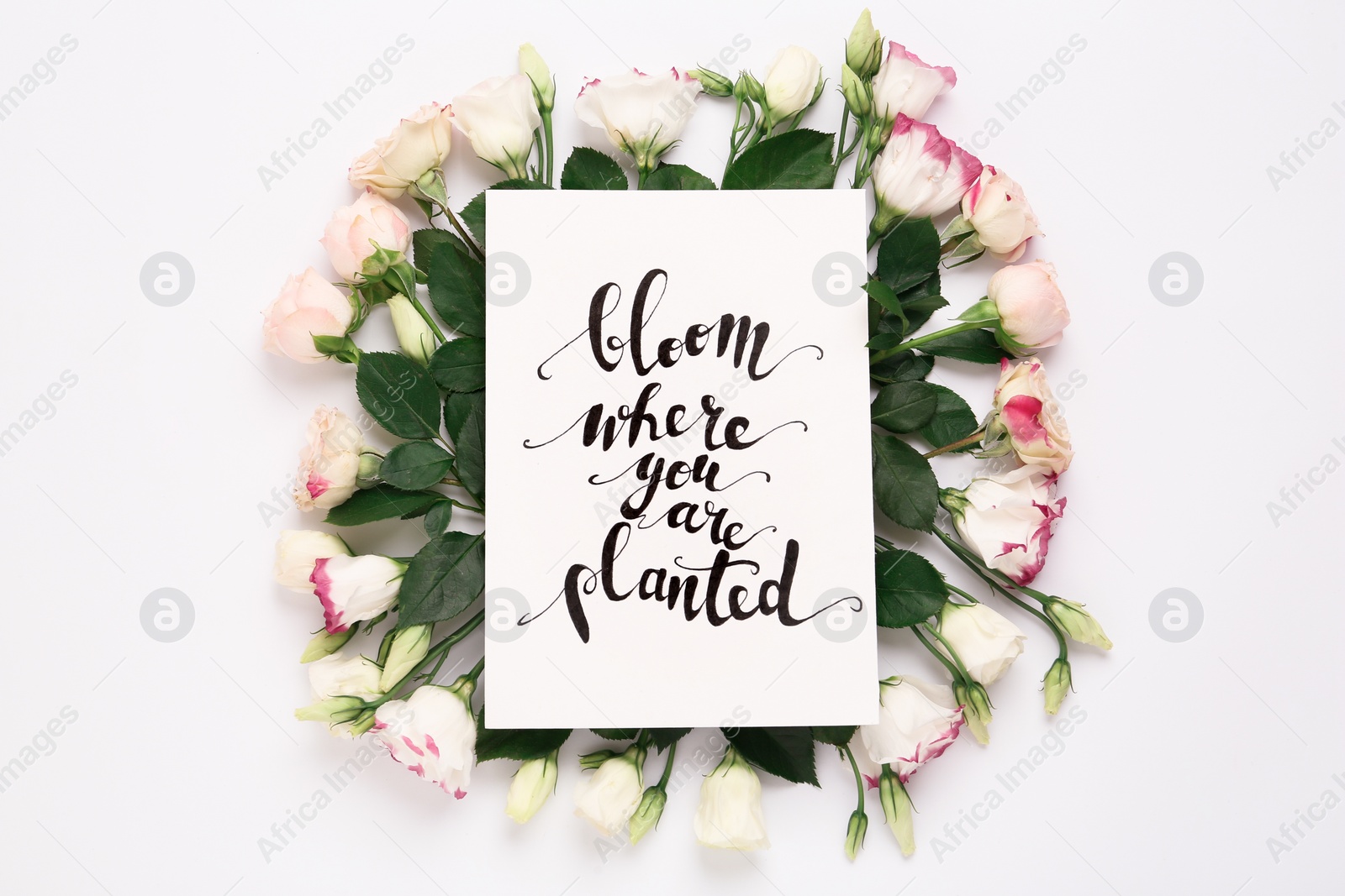 Photo of Frame of beautiful flowers and paper card with handwritten text Bloom where you are planted on white background, flat lay