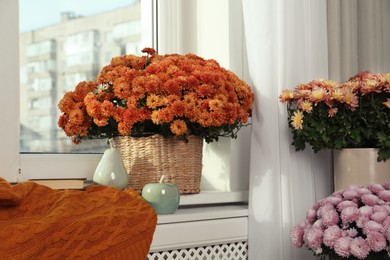 Beautiful potted chrysanthemum flowers and decor in room