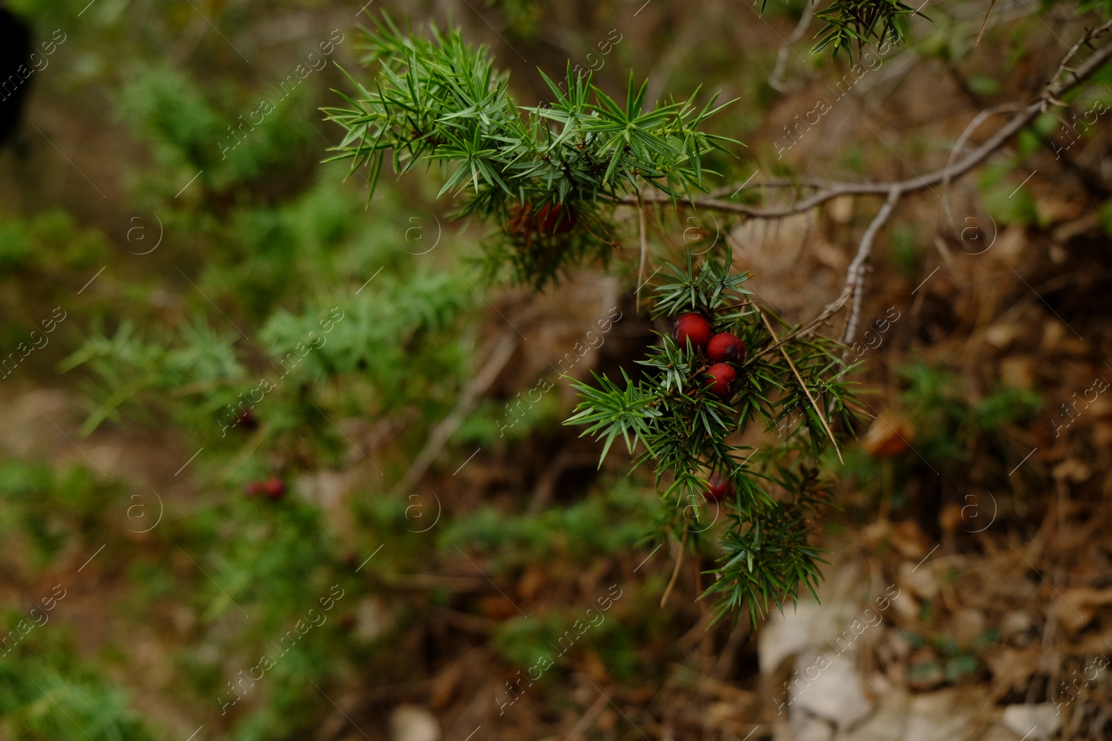 Photo of Beautiful green branches with red berries outdoors