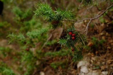 Photo of Beautiful green branches with red berries outdoors