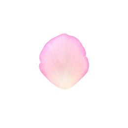 Tender pink rose petal isolated on white