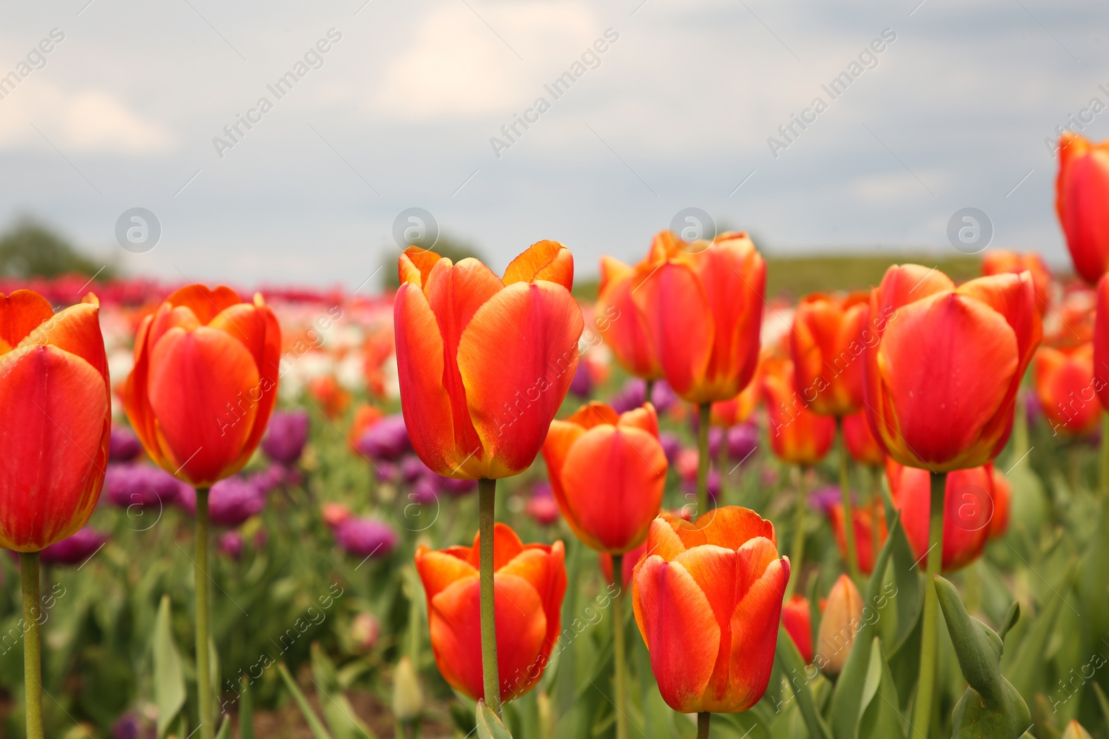 Photo of Beautiful colorful tulip flowers growing in field