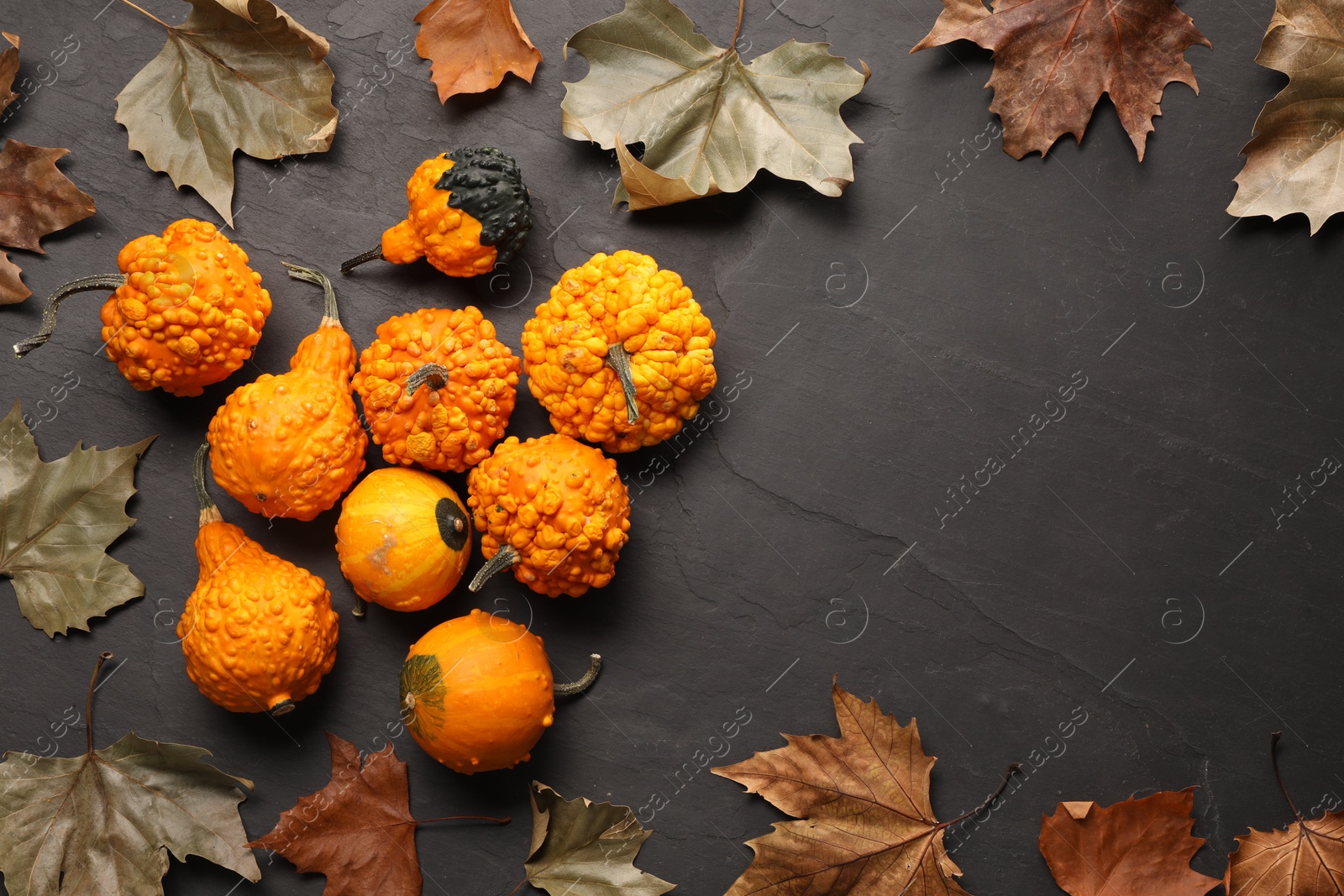 Photo of Flat lay composition with ripe pumpkins on dark grey textured table. Space for text