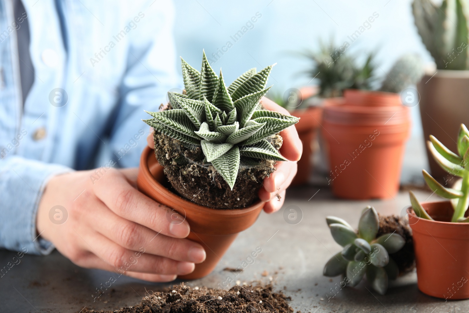 Photo of Woman transplanting home plant into new pot at table, closeup