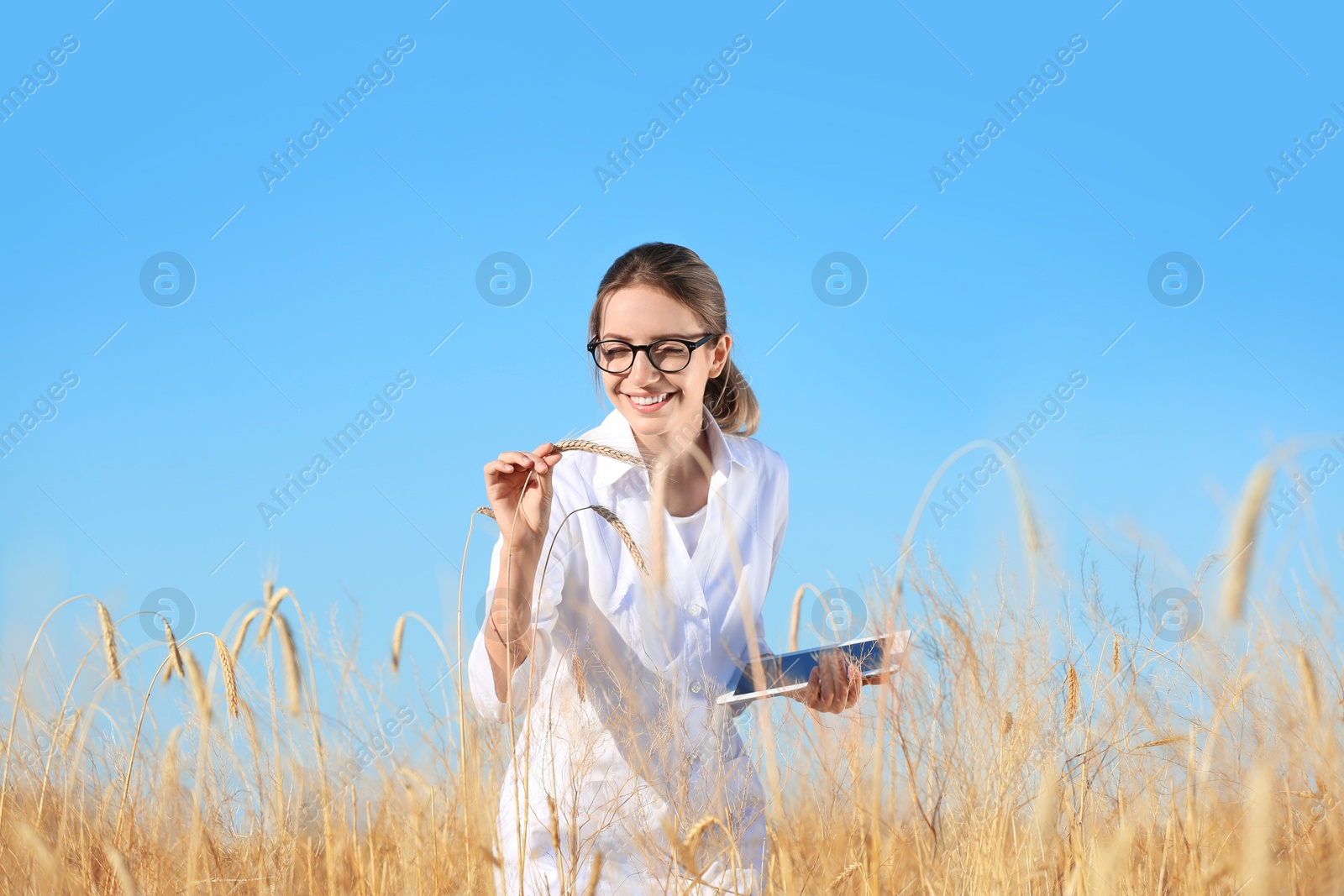 Photo of Agronomist with tablet in wheat field. Cereal grain crop