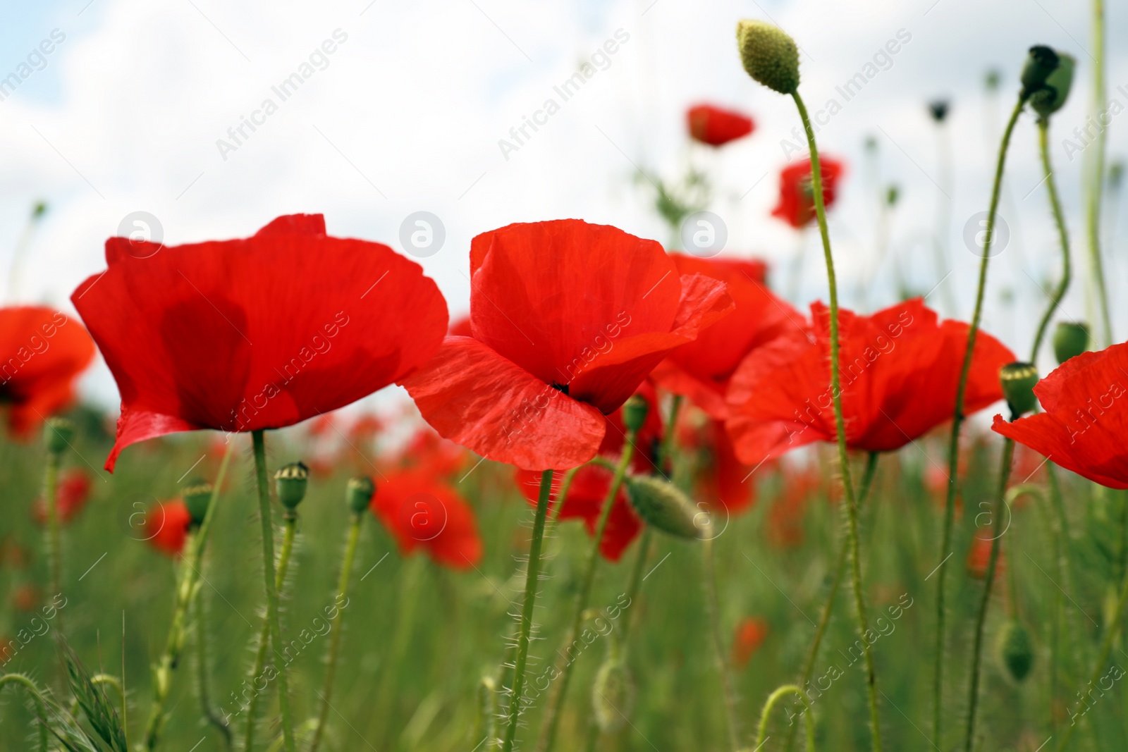 Photo of Beautiful red poppy flowers growing in field, closeup