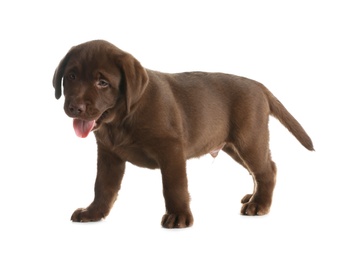 Photo of Chocolate Labrador Retriever puppy on white background