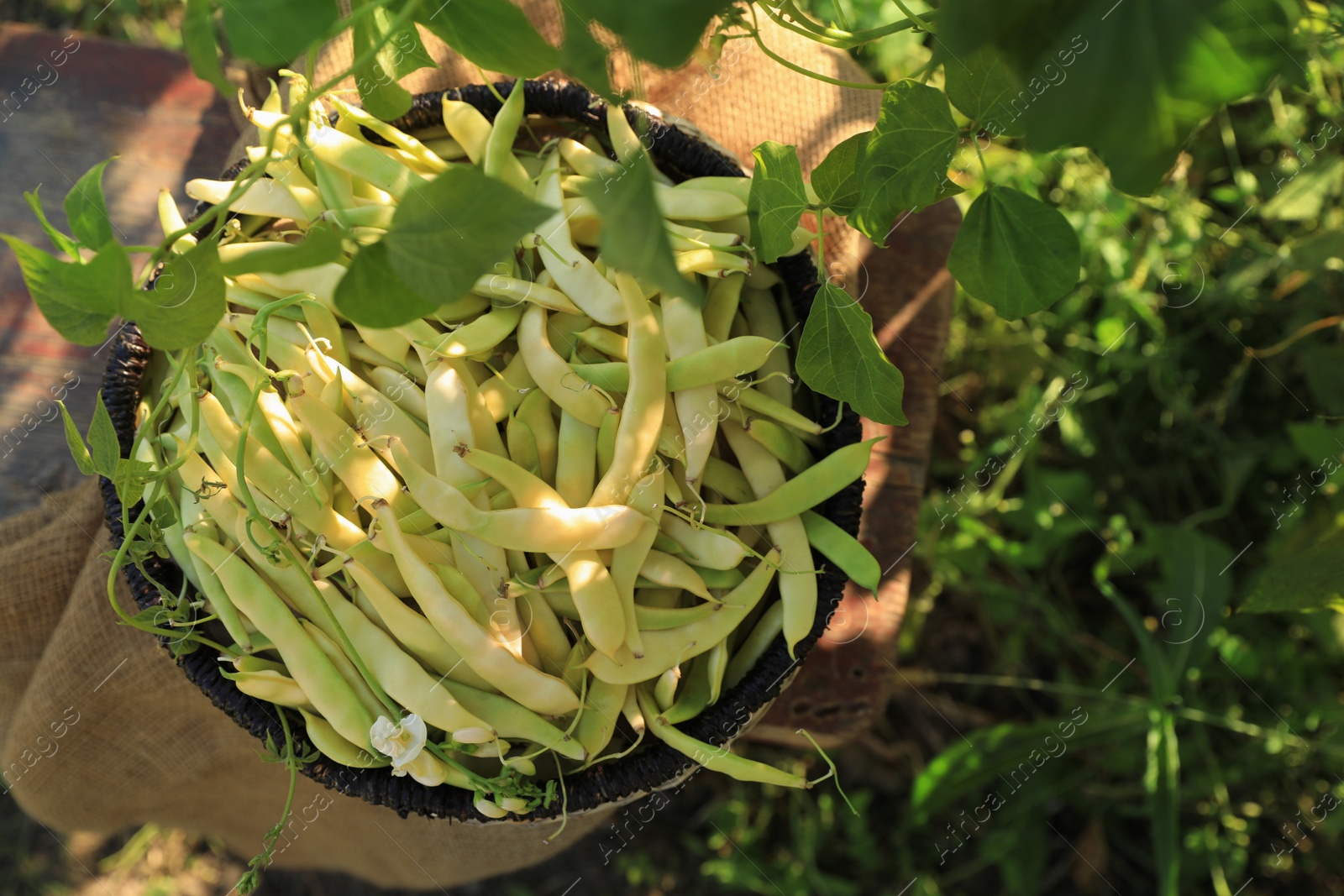 Photo of Wicker basket with fresh green beans on wooden stool in garden, top view