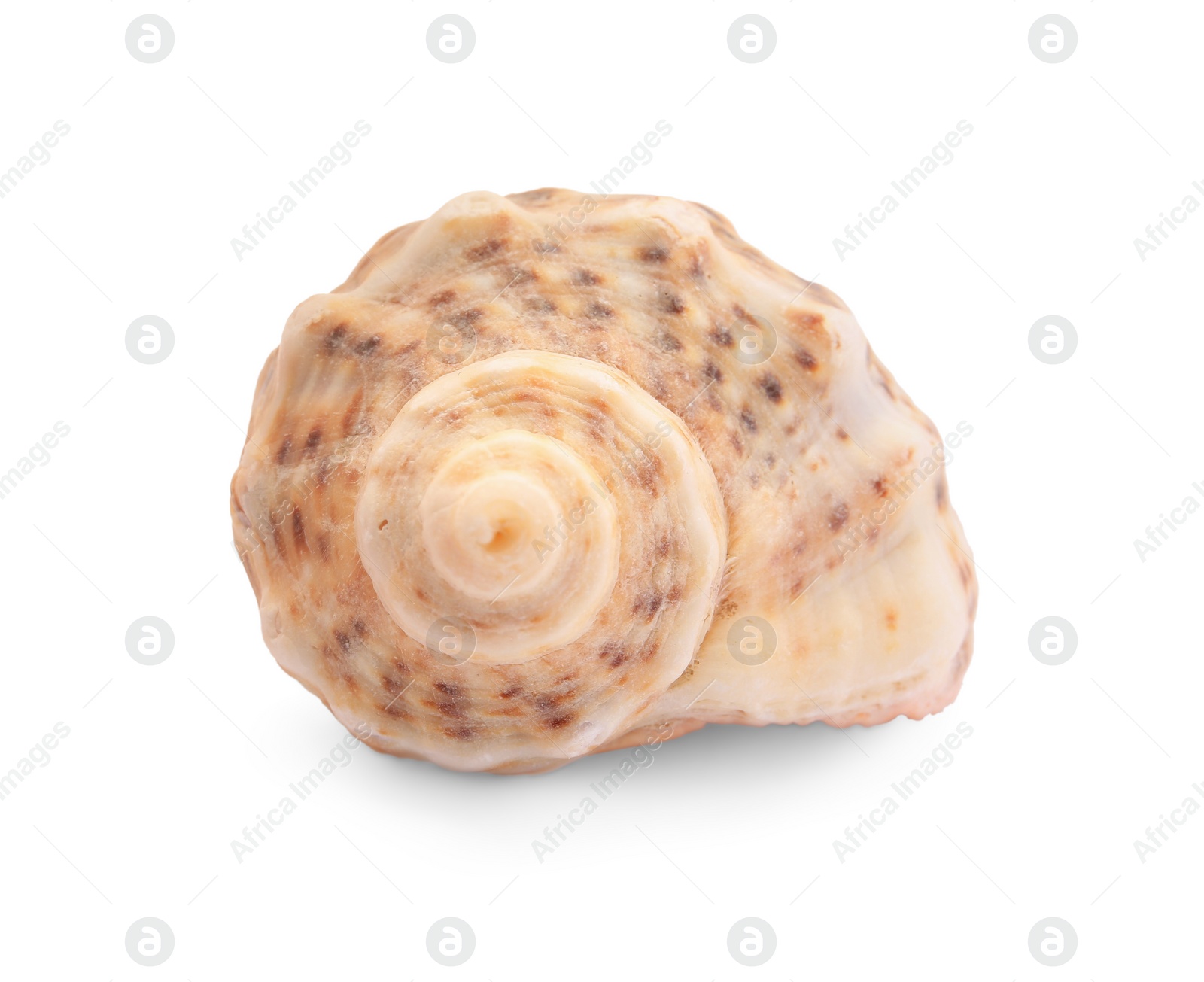 Photo of Beautiful seashell isolated on white. Beach object