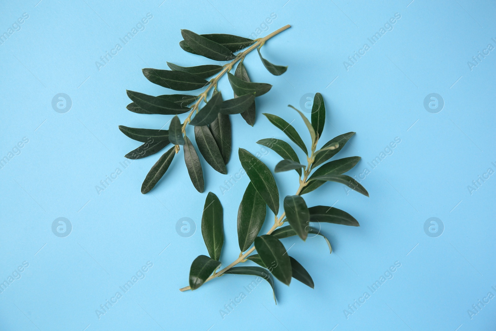 Photo of Olive twigs with fresh green leaves on light blue background, flat lay