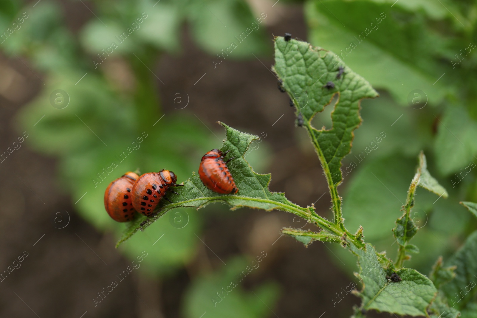 Photo of Larvae of colorado beetles on potato plant outdoors, closeup