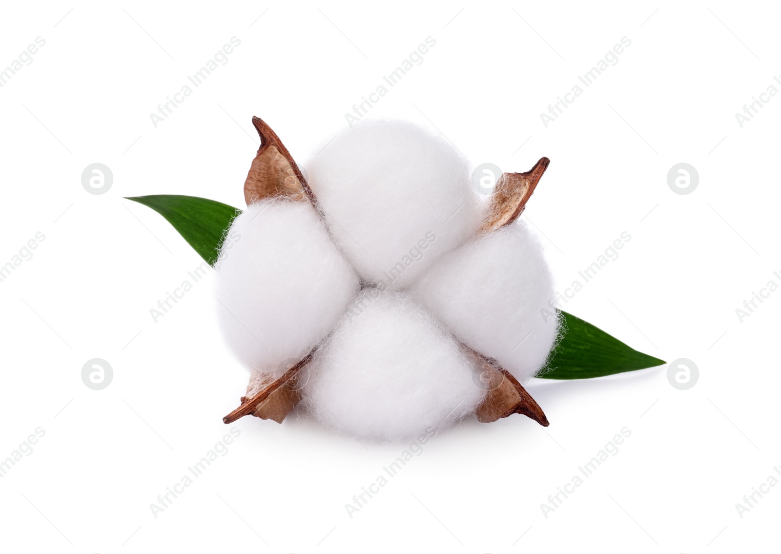 Photo of One fluffy cotton flower with leaves isolated on white