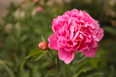 Photo of Beautiful blooming pink peony outdoors, closeup. Space for text