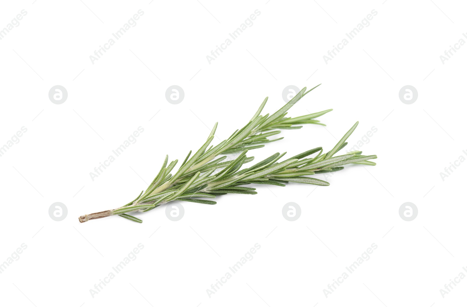 Photo of Fresh green rosemary isolated on white. Aromatic herb