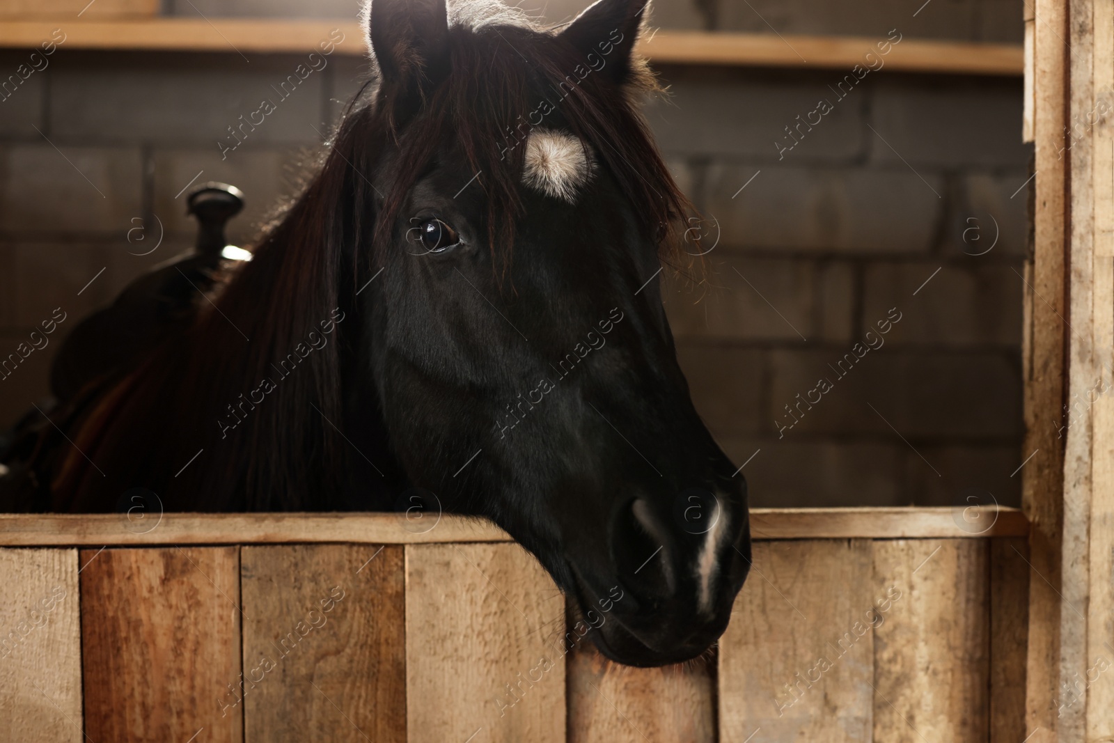 Photo of Adorable black horse in wooden stable. Lovely domesticated pet