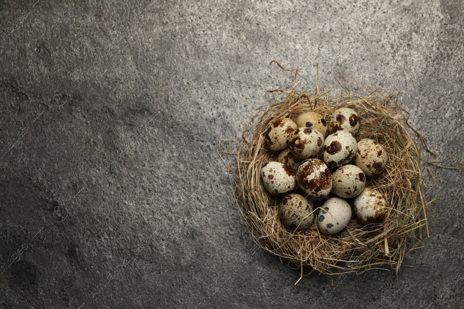 Photo of Nest with many speckled quail eggs on dark grey table, top view. Space for text