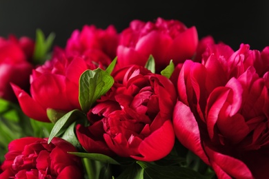 Beautiful blooming peony flowers on dark background