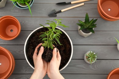Transplanting. Woman with green plant, empty flower pots and gardening tools at gray wooden table, top view