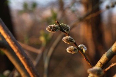 Photo of Beautiful pussy willow branch with catkins outdoors, closeup. Space for text