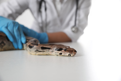 Photo of Female veterinarian examining boa constrictor in clinic, closeup