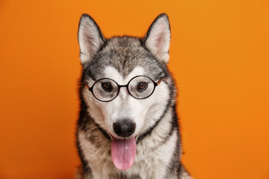 Photo of Cute Alaskan Malamute dog with eyeglasses on color background
