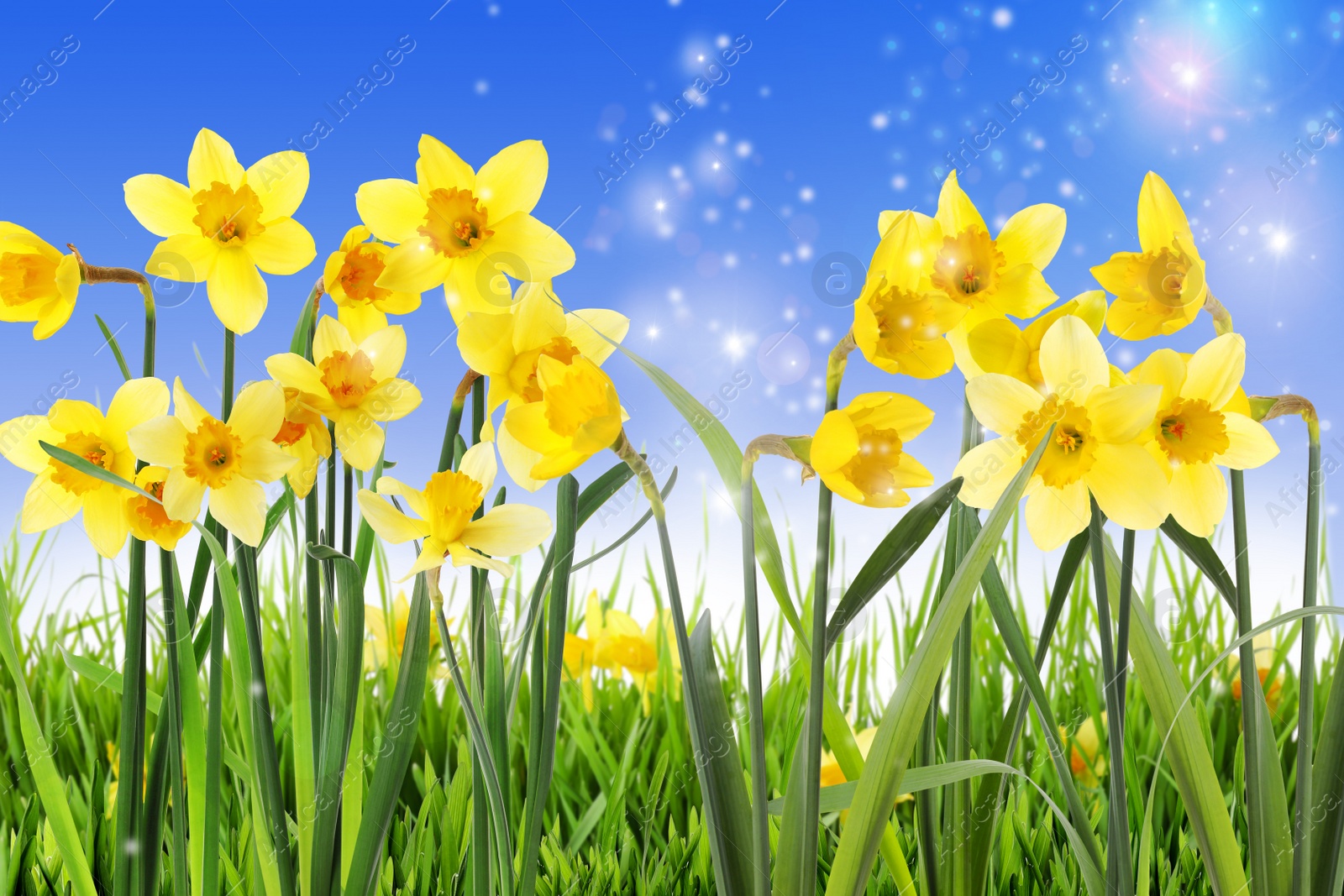 Image of Beautiful yellow daffodils outdoors on sunny day 