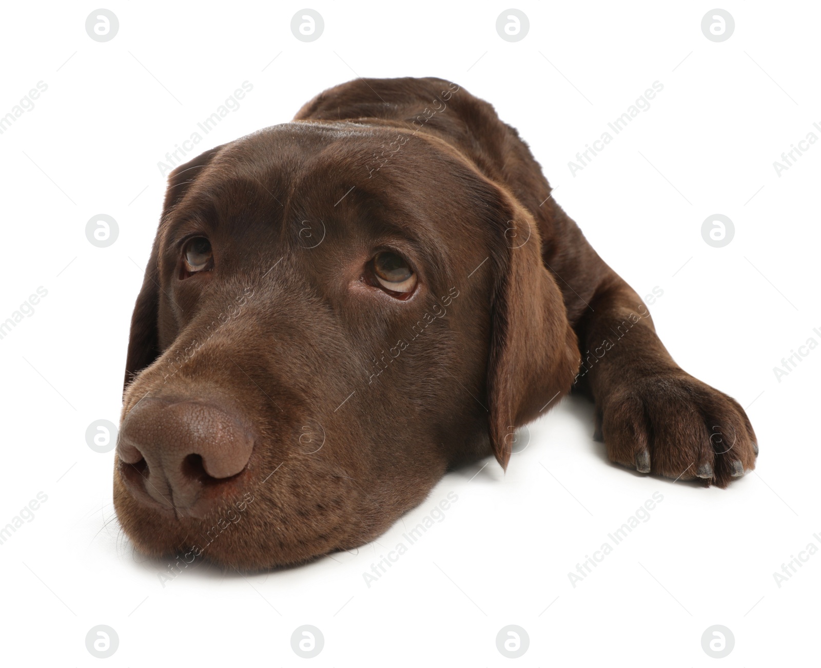 Photo of Chocolate labrador retriever lying on white background