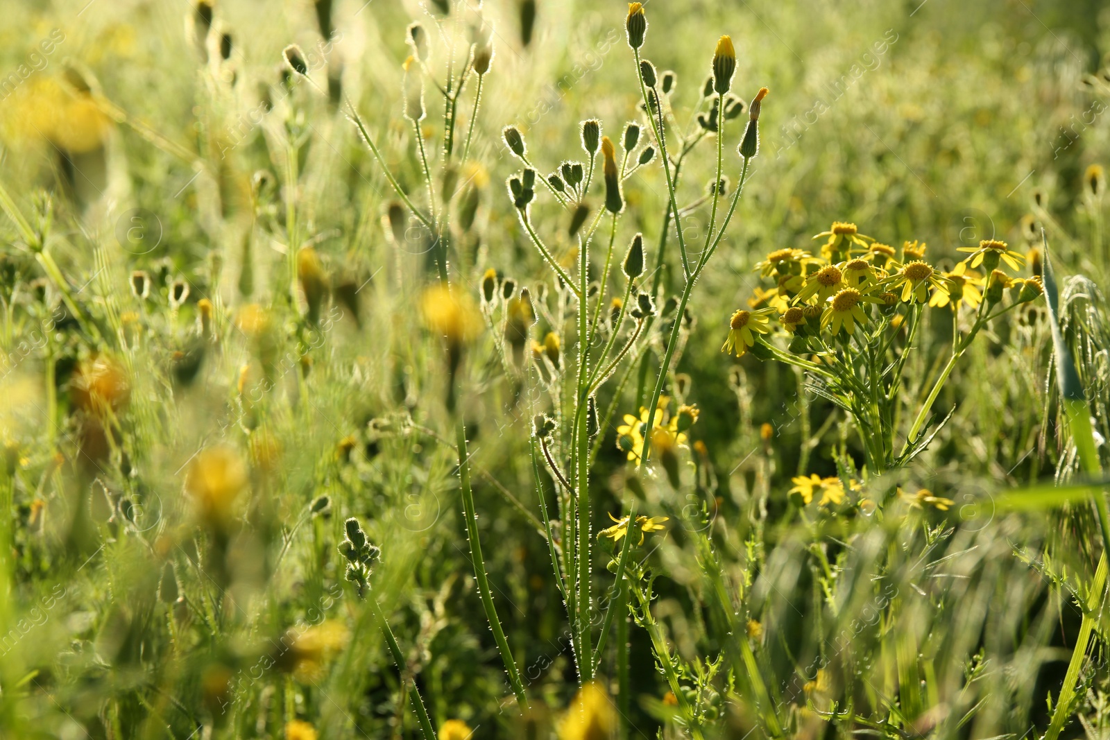 Photo of Beautiful yellow flowers growing in meadow on sunny day