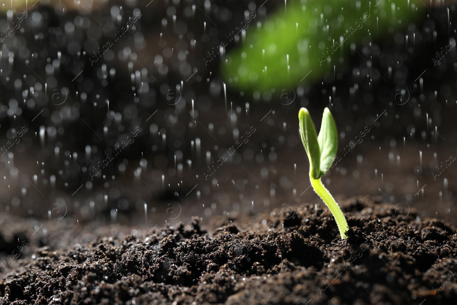 Photo of Sprinkling water on little green seedling in soil, closeup. Space for text