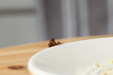 Photo of Brown cockroach near plate with leftovers on table, closeup. Pest control
