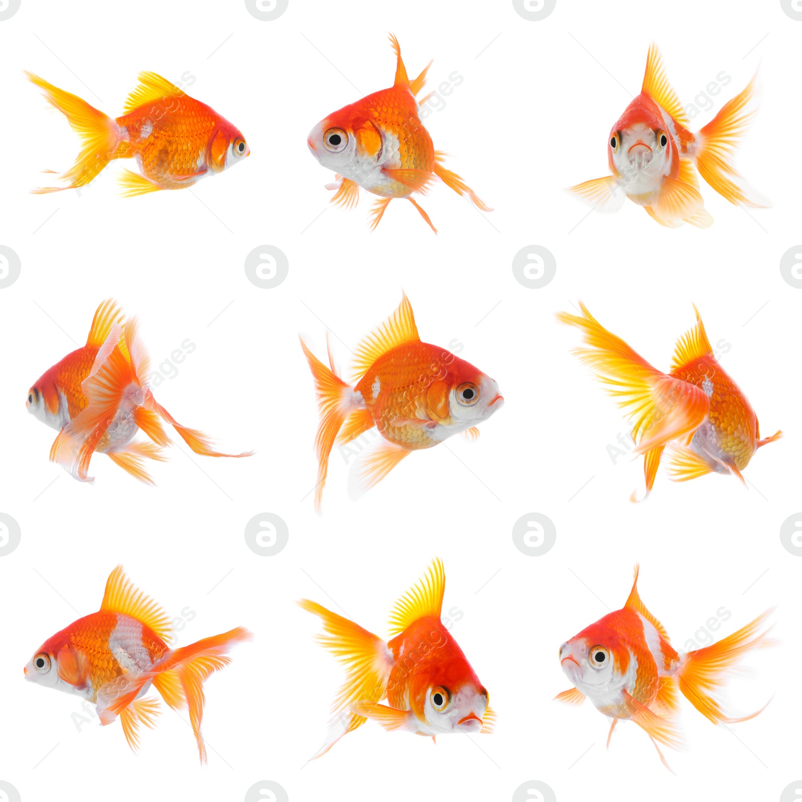 Image of Beautiful bright small goldfish on white background, collage 