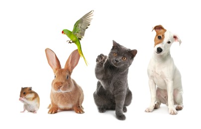 Image of Group of different domestic animals on white background, collage. Banner design