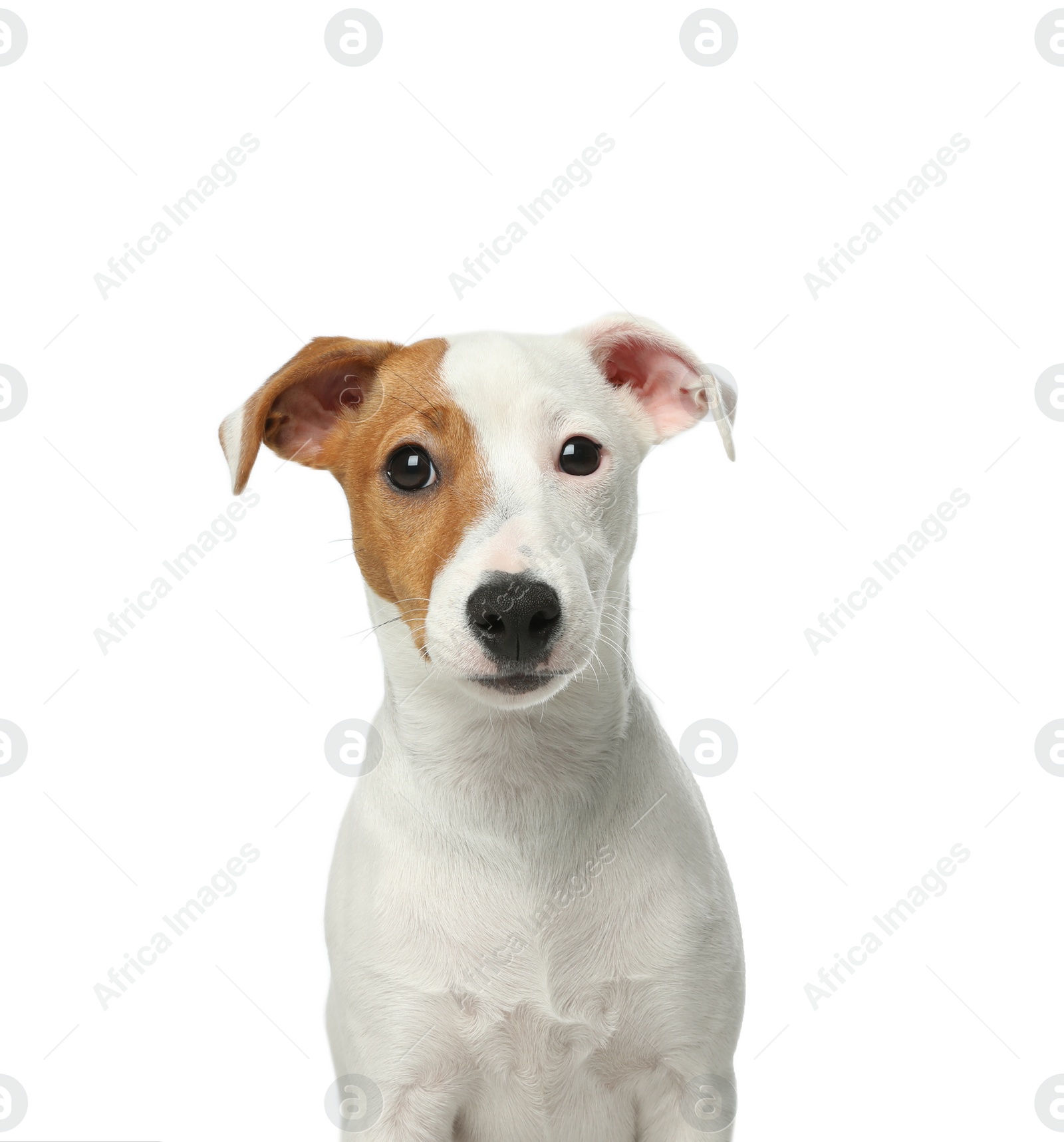 Photo of Cute Jack Russel Terrier on white background. Lovely dog