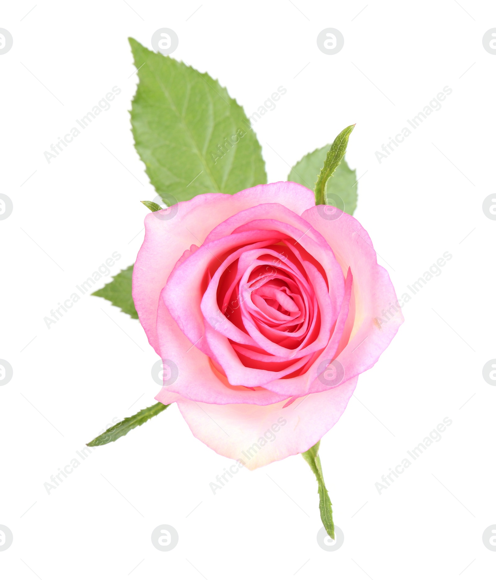 Photo of One beautiful pink rose isolated on white