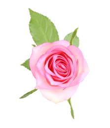 Photo of One beautiful pink rose isolated on white