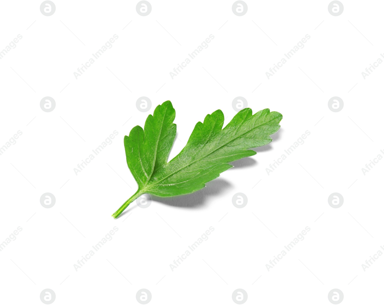 Photo of Fresh green organic parsley on white background