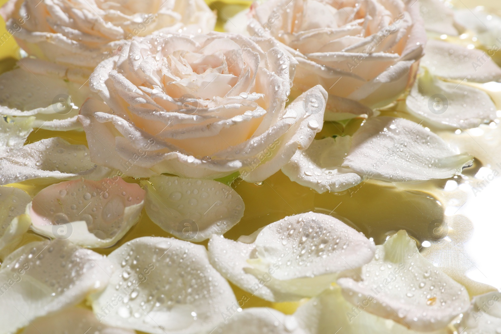 Photo of Beautiful roses and petals on water, closeup