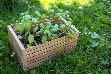 Photo of Wooden crate with seedlings on green grass